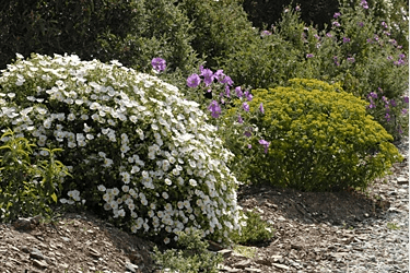 Des images de diff�rentes plantes